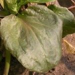 Plantago cordata Leaf