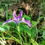 Iris douglasiana Flor