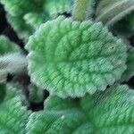 Streptocarpus primulifolius Hoja