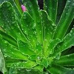 Lewisia cotyledon Hoja