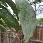 Acacia mangium Ліст