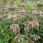 Phlomis samia Blodyn