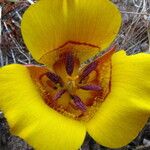 Calochortus clavatus Flor