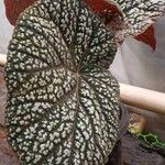 Begonia rex List