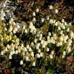 Harrimanella hypnoides Flor
