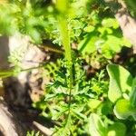 Scrophularia lucida Leaf