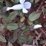 Barleria ventricosa Levél