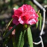 Rhododendron barbatum Flor