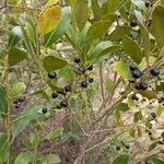 Ilex glabra Fruit