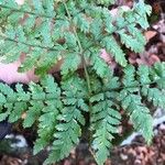 Dryopteris aemula List