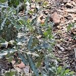 Cirsium arvense Habit