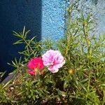 Portulaca grandifloraBlomst