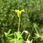 Oxalis corniculata Fruchs