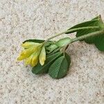 Trifolium dubium Fiore