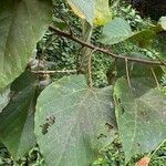 Alchornea cordifolia Лист