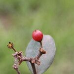 Psorospermum febrifugum Frucht