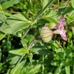 Silene × hampeana Blüte