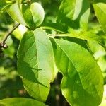 Stewartia rostrata Hoja