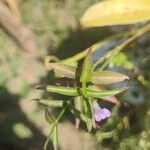 Dianthera pectoralis Hoja