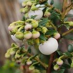Gaultheria mucronata Fruto