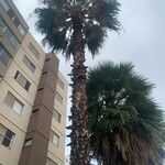 Washingtonia filifera عادت داشتن