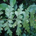 Asplenium buettneri 葉