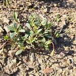 Diatelia tuberaria Likasa