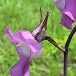 Eulophia cucullata Flor