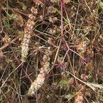 Illecebrum verticillatum Flower