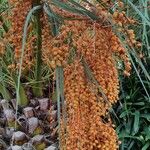 Phoenix canariensis Fruit