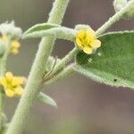 Sida hackettiana Flower