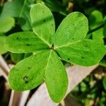 Oxalis pes-caprae Leaf