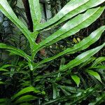 Phymatosorus scolopendria Лист