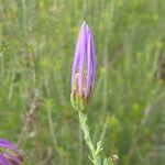 Galatella sedifolia Blomma