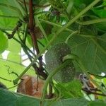 Dioscorea bulbifera Leaf