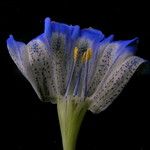 Gentiana meiantha Flower