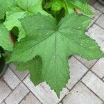 Hibiscus vitifolius Feuille