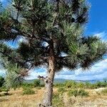 Pinus nigra Liść