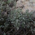 Artemisia caerulescens Hoja