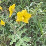 Solanum rostratum Fiore