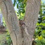 Acacia auriculiformis Bark