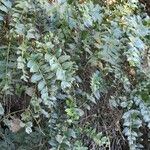 Coriaria ruscifolia Συνήθη χαρακτηριστικά