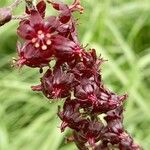 Veratrum nigrum Blüte