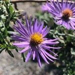 Symphyotrichum oblongifolium Flower