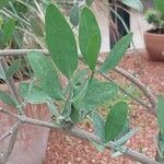 Simmondsia chinensis Leaf