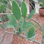 Simmondsia chinensis Φύλλο