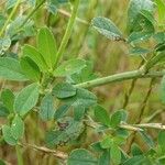 Medicago sativa ഇല