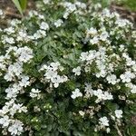 Veronica repens Flower