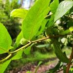 Ficus coronata Fruit