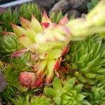 Sempervivum globiferum Hábito